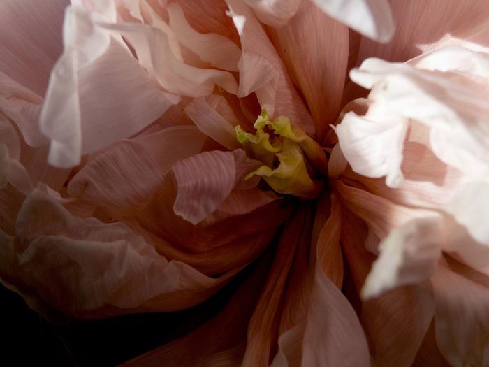 Macro close-up of a blush and bronze dahlia in soft light